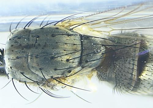 Delia sp.
